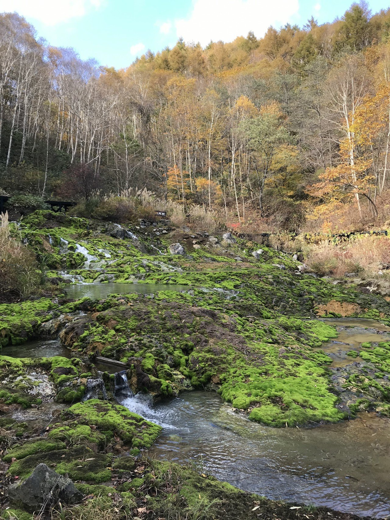 中之条チャツボミゴケ公園 珍しい苔の群生地 サンチューズ Note 中之条チャツボミゴケ公園 珍しい苔の群生地 サンチューズ Note