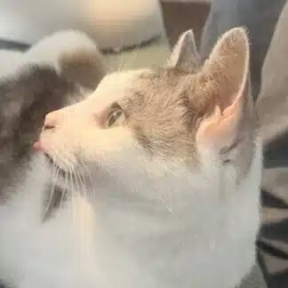 TomomiK