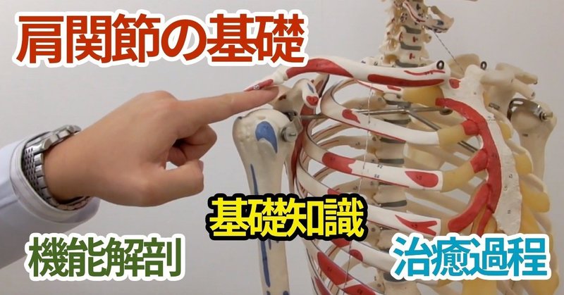 【Vol. 1】 肩関節の基礎（肩関節障害と臨床展開、肩関節の機能解剖）