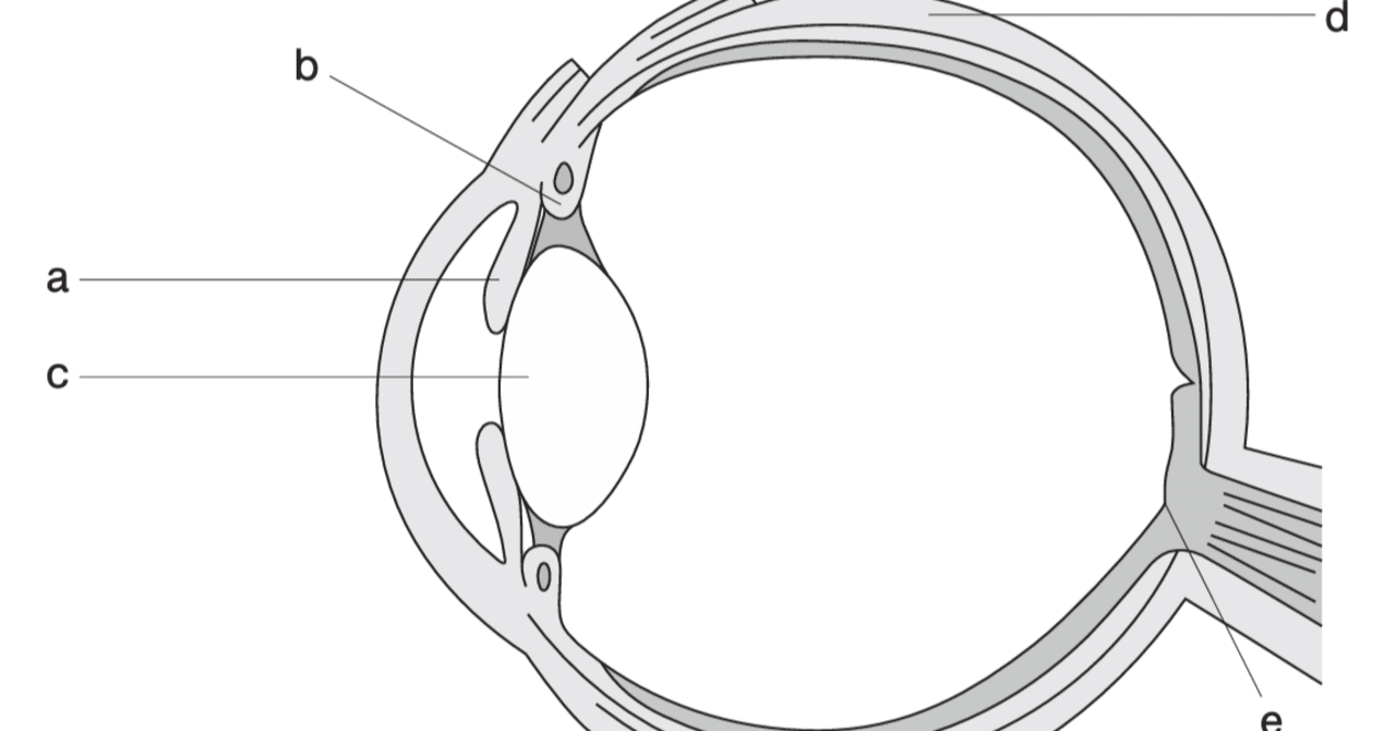 松廼屋｜論点解説 薬剤師国家試験対策ノート問109-112【生物】論点