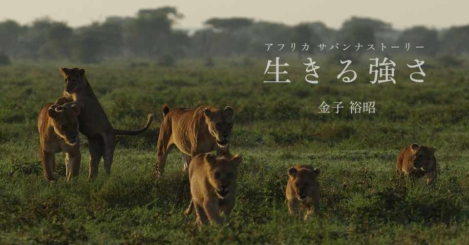 命のドキュメンタリー写真集 アフリカ サバンナストーリー 生きる強さ ごりらいおん編集部 Note