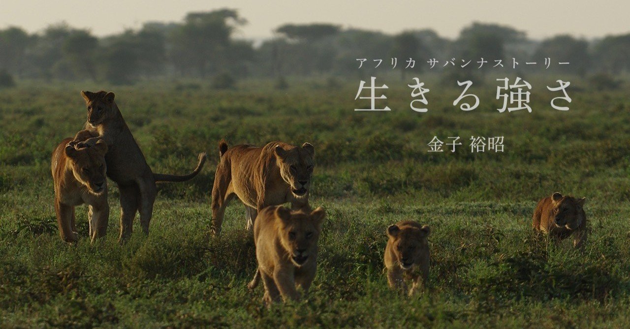 命のドキュメンタリー写真集 アフリカ サバンナストーリー 生きる強さ ごりらいおん編集部 Note