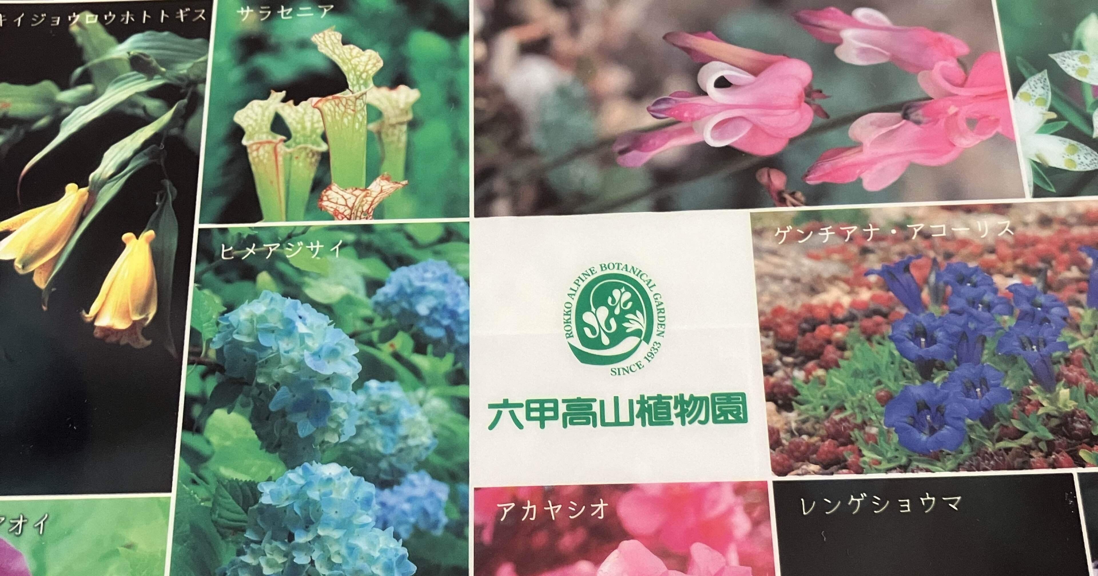 六甲高山植物園にて|キキョウ草 六甲高山植物園にて|キキョウ草