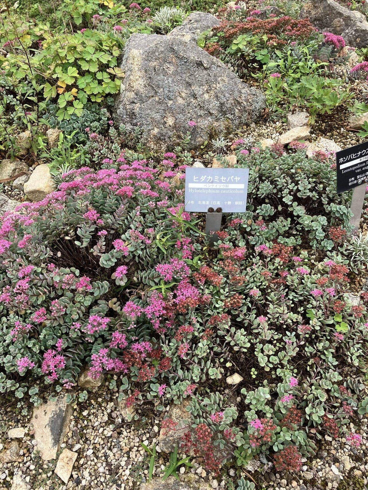 六甲高山植物園にて|キキョウ草 六甲高山植物園にて|キキョウ草