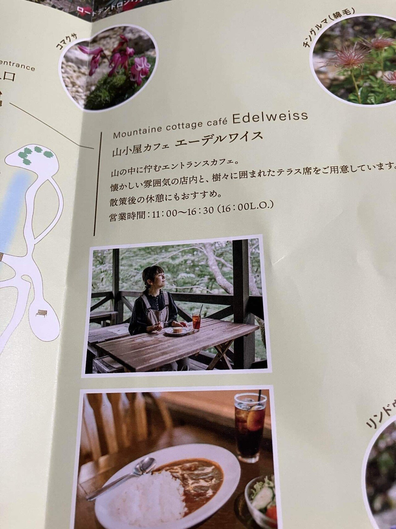 六甲高山植物園にて｜キキョウ草