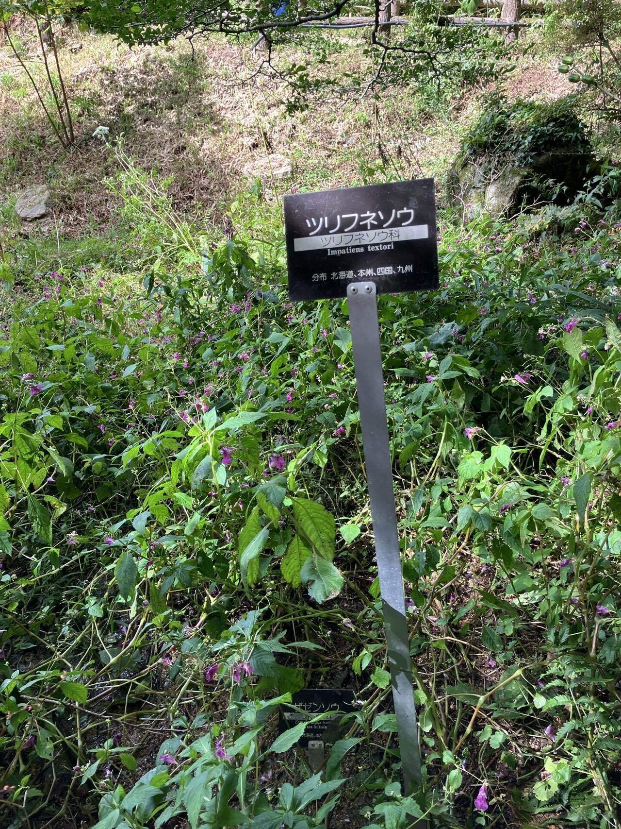 六甲高山植物園にて|キキョウ草 六甲高山植物園にて|キキョウ草