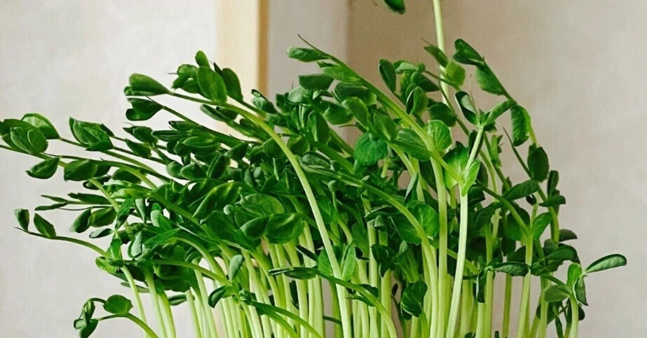 私は一本だけ伸びた豆苗になりたい｜もちもちーこ