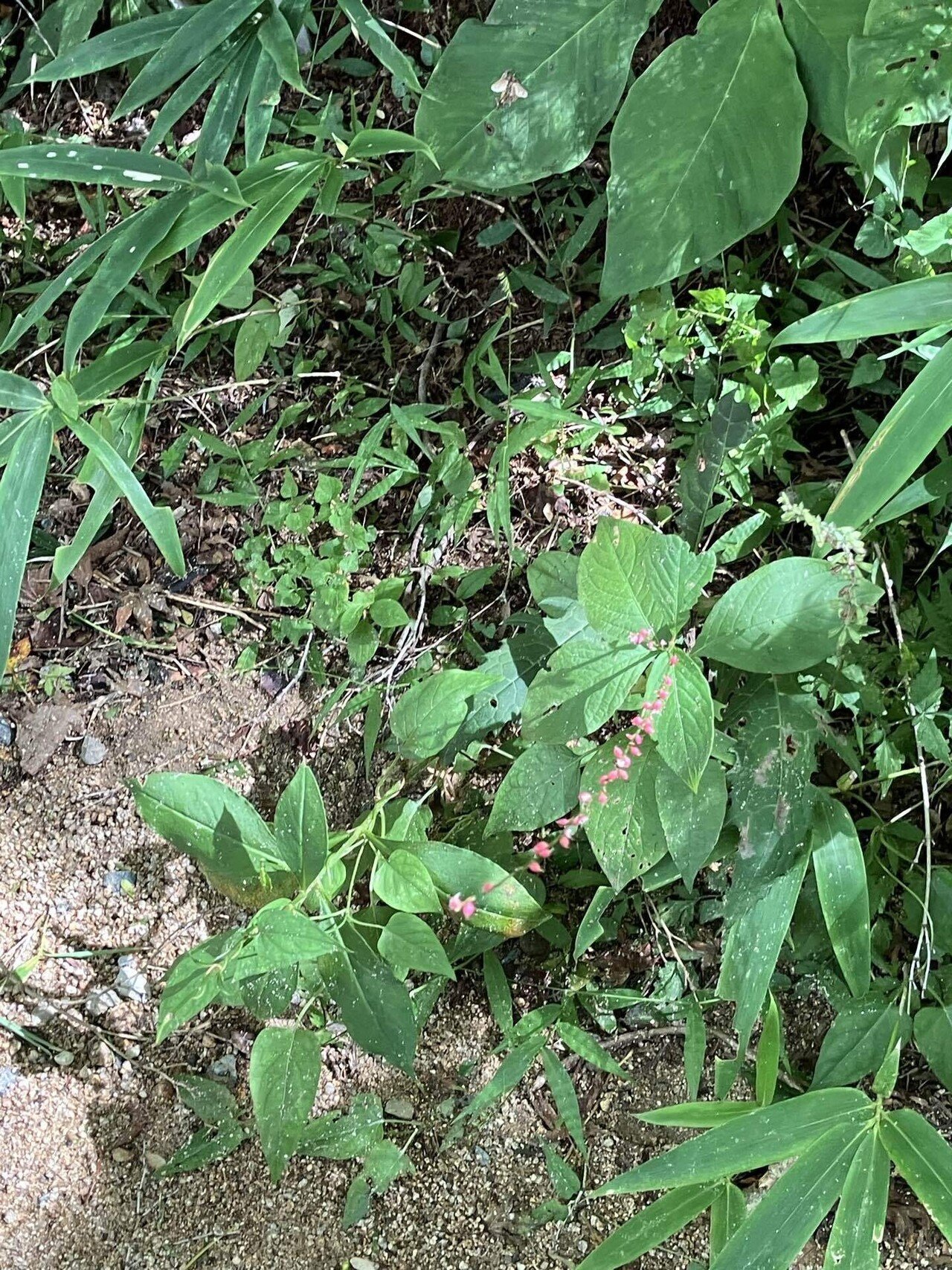 六甲高山植物園にて｜キキョウ草