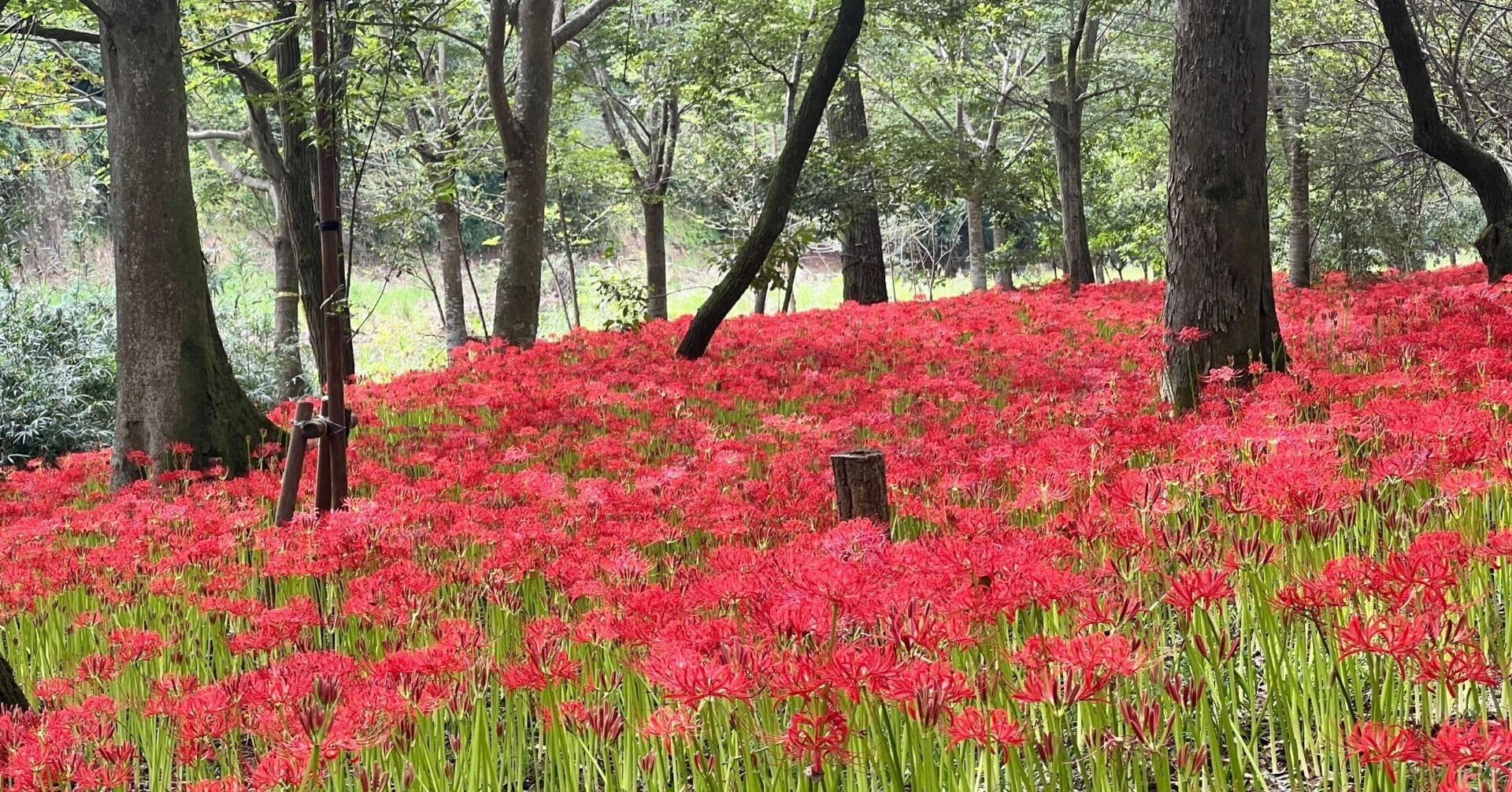 彼岸花 日 高