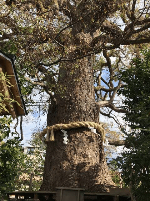 御神木・木製・縁起物。【木彫りですが、割れも御座います【長さ／20センチ程です】 669e15e841fa4f6a825c97cd2684c4