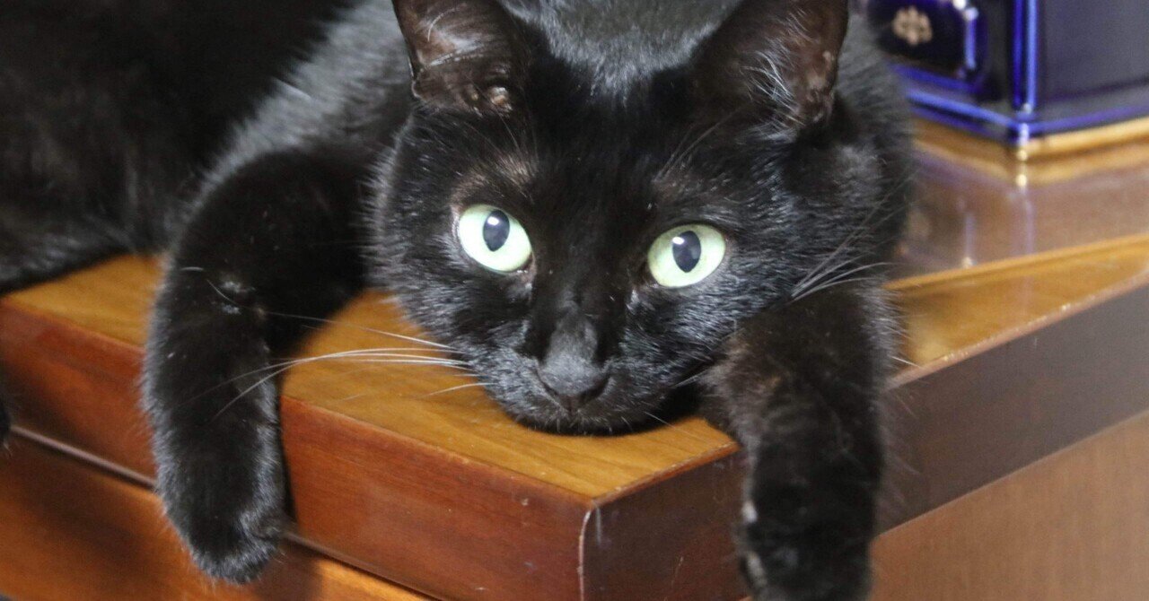 黒猫様♡ありがとうございます♡ 黒猫様♡ありがとうございます♡