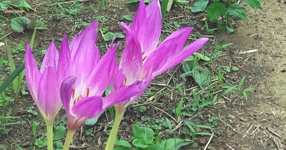 イヌサフランの花が咲いた Yoko Note