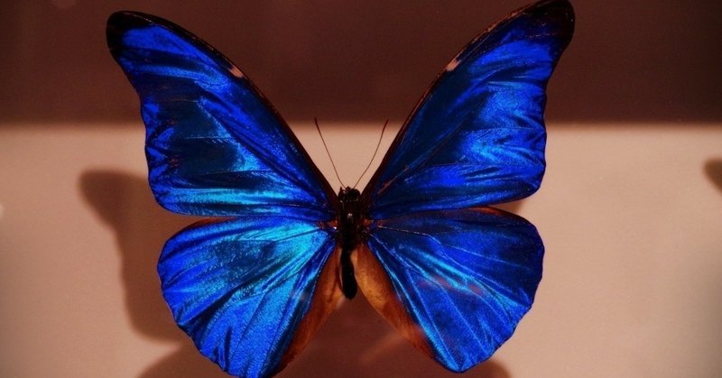 あなたは『標本の蝶』になりたいですか？――「こうあるべき」という「概念」の話