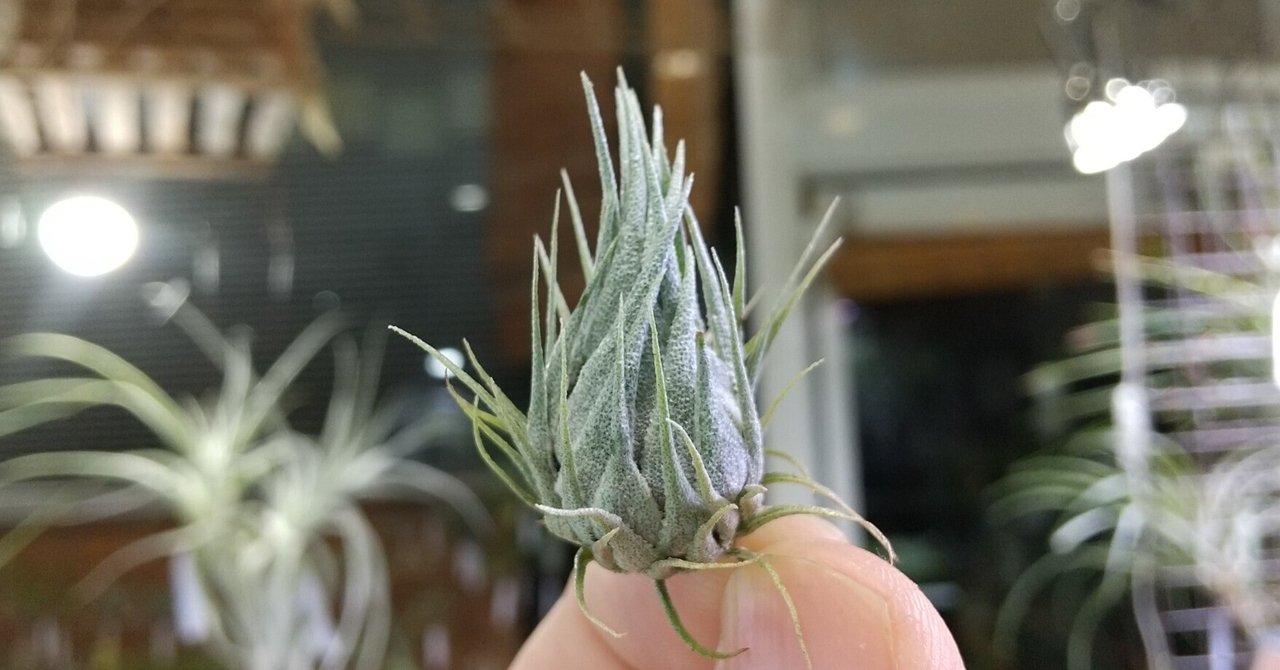 チランジア入荷リスト9/22|NatureGarden🌿神田 チランジア入荷リスト9/22|NatureGarden🌿神田