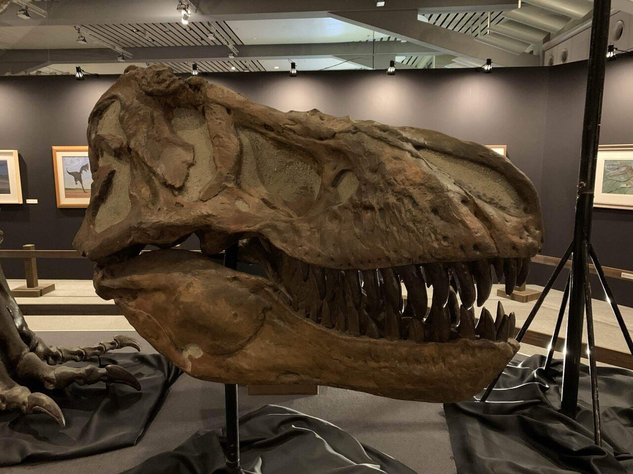 ティラノサウルス・レックス｜鎧川 亮