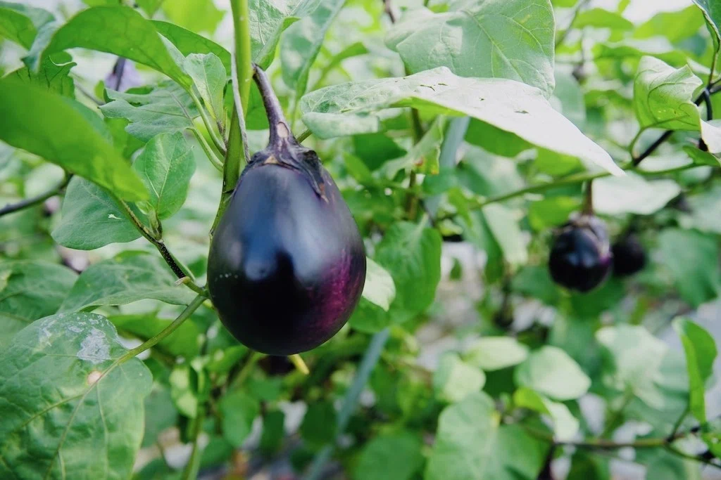 漬物屋が挑戦する「なにわ伝統野菜＆鳥飼茄子チップス」｜大阪商品計画