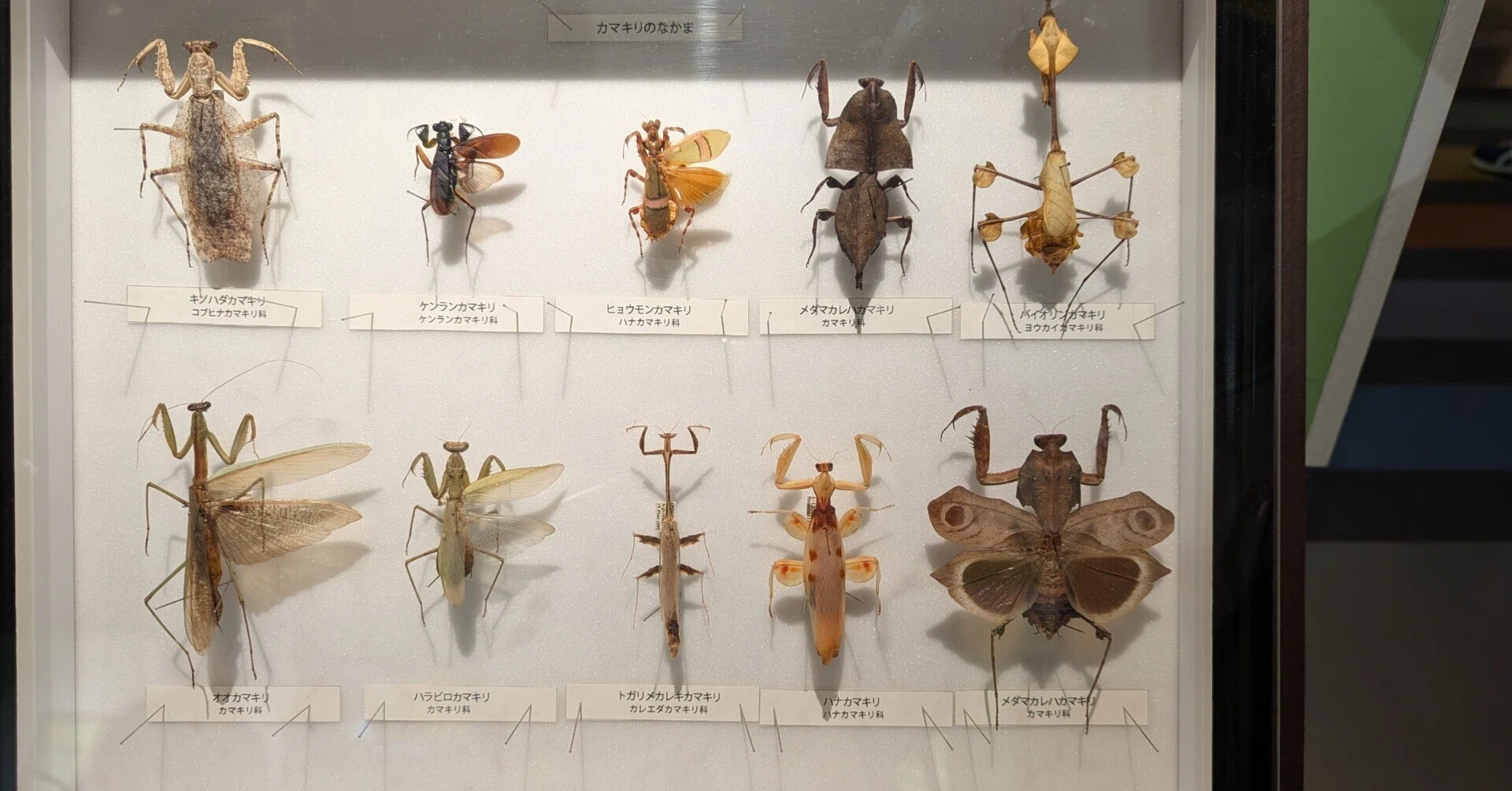 昆虫についての知識って得るほど途方もない気分になる… 国立科学博物館