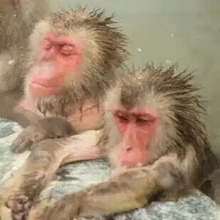 限界先生