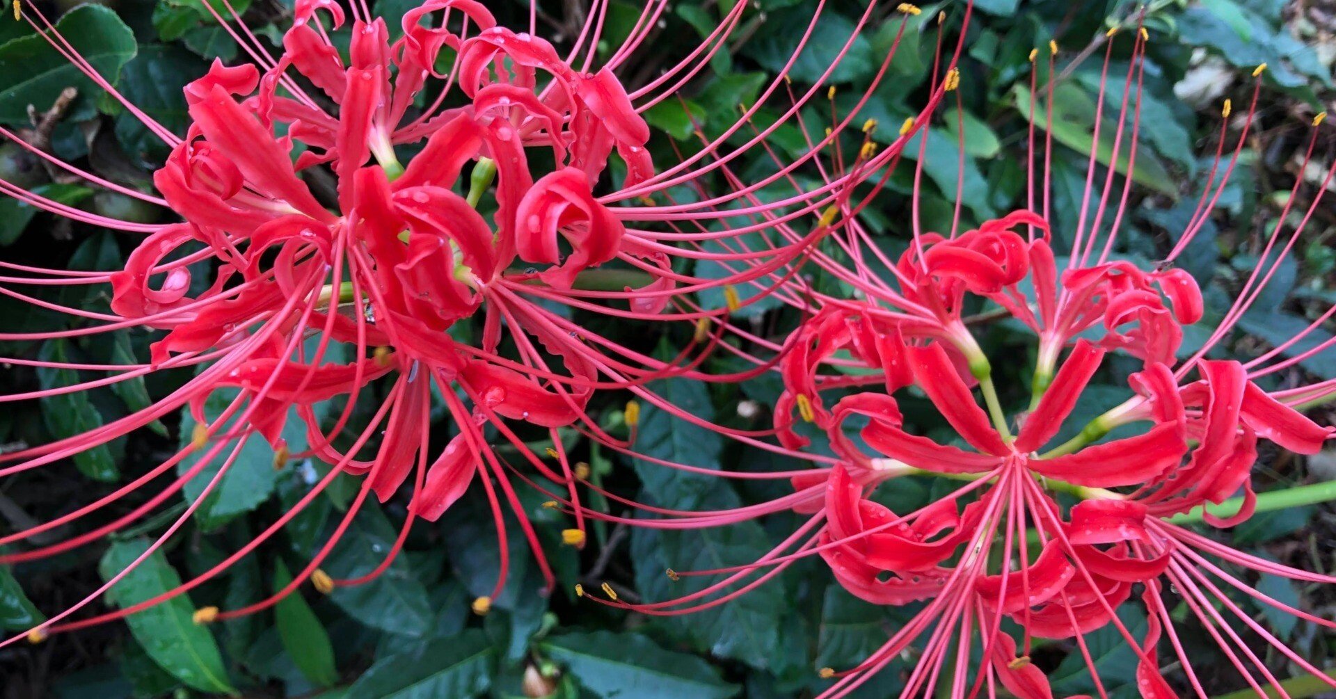 彼岸花 ヒガンバナ「彼岸花」（Red spider lily）9月に咲く曼珠沙華 | ふぉと