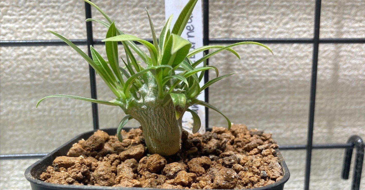 パキポディウム・エブレネウム 実生3ヶ月｜.plants bless you.