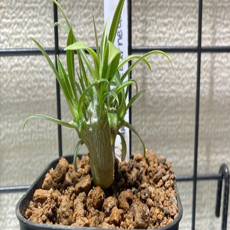 パキポディウム・エブレネウム 実生3ヶ月｜.plants bless you.