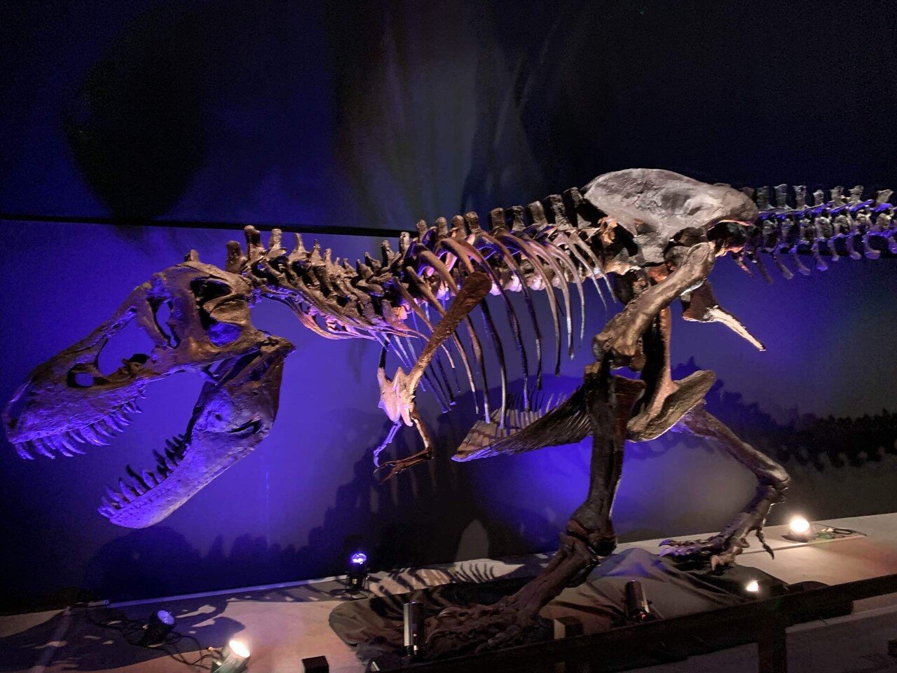 ティラノサウルス・レックス｜鎧川 亮