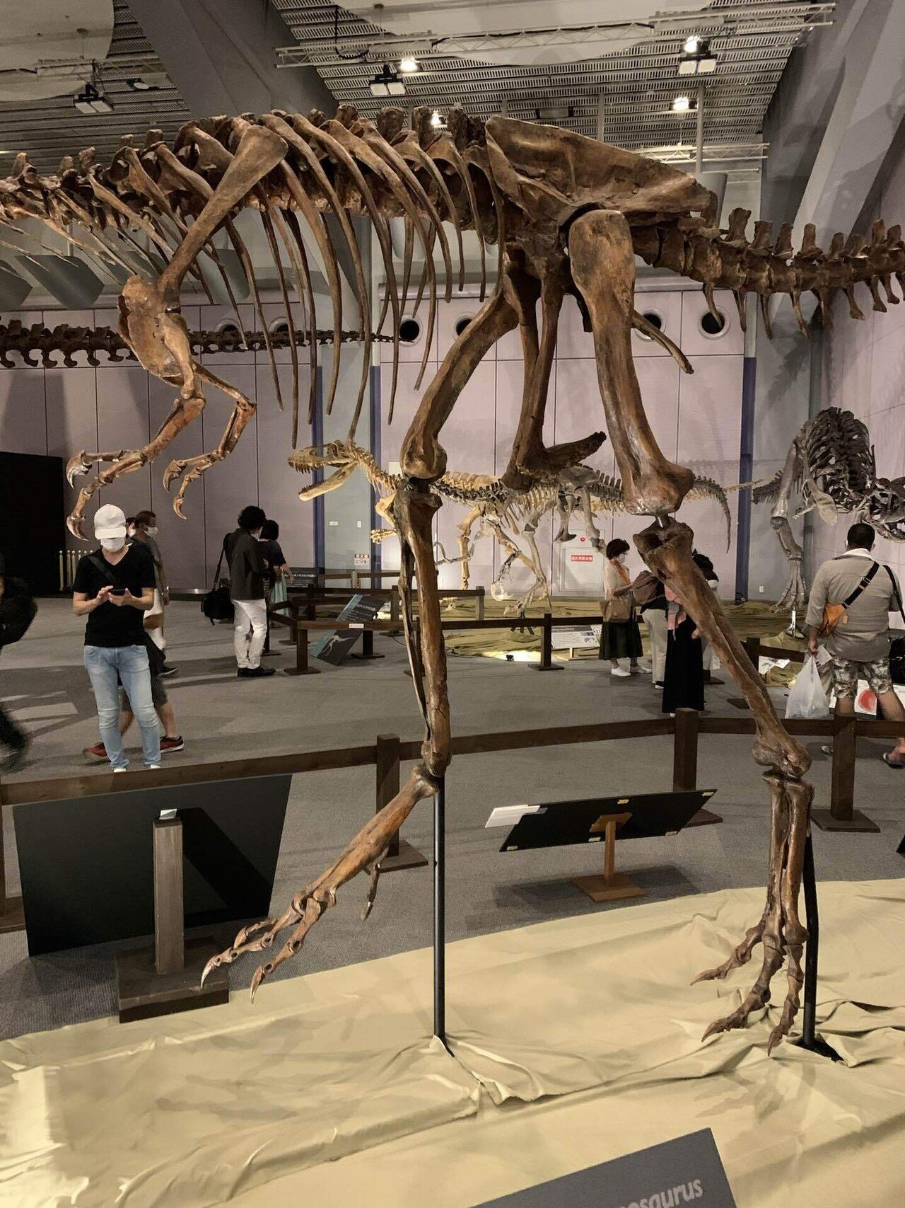 ティラノサウルス｜鎧川 亮