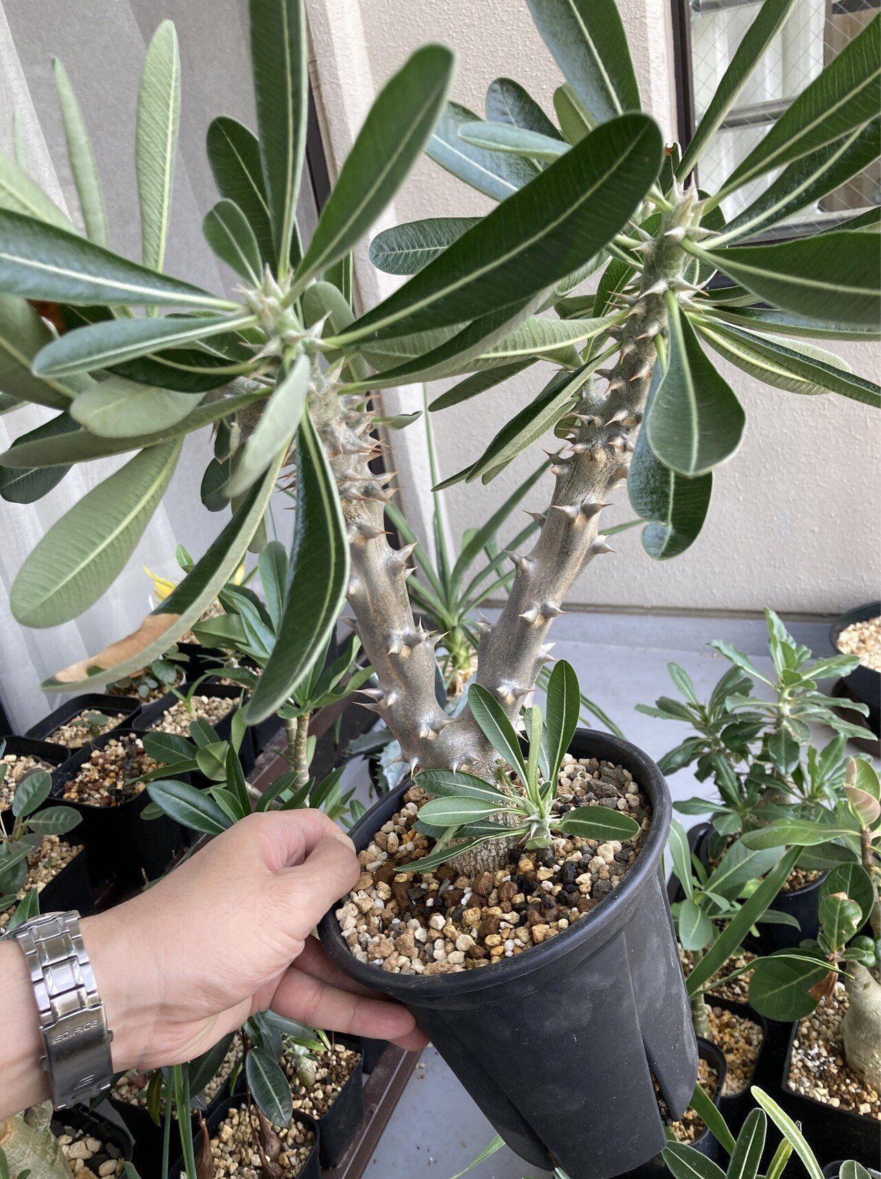 よんちゃん専用　パキポディウム二本セット よんちゃん専用 パキポディウム二本セット よんちゃん専用