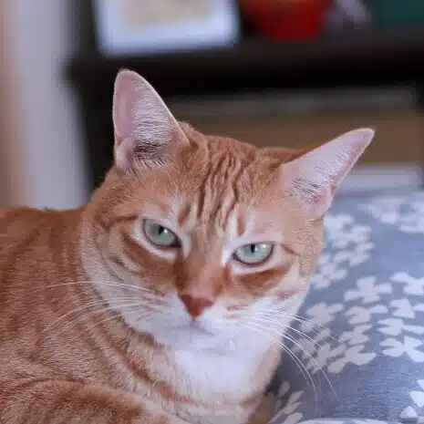 朔太郎