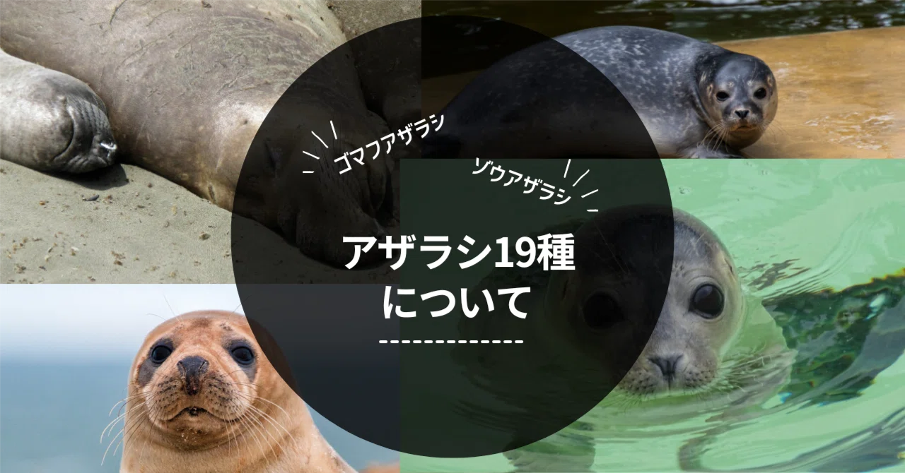 アザラシは日本で8種類も会える｜コヨリ