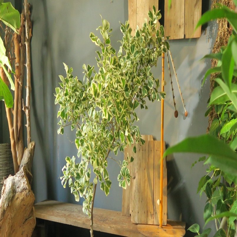 フィカス トライアンギュラリスの育て方｜花屋のラフ