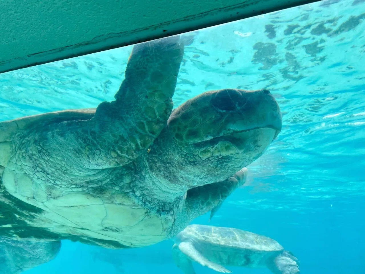 沖縄でウミガメと子猫にニコニコ｜天野夏海