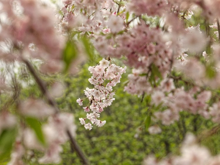 高尾さくら公園 #桜