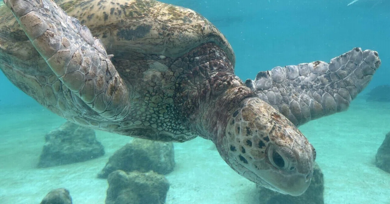 沖縄でウミガメと子猫にニコニコ｜天野夏海