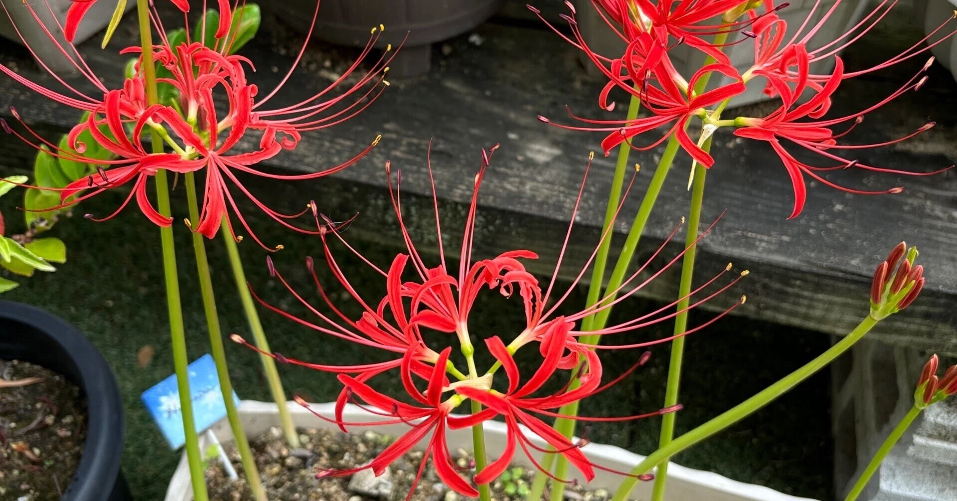Red Spider Lily｜秋春瑠
