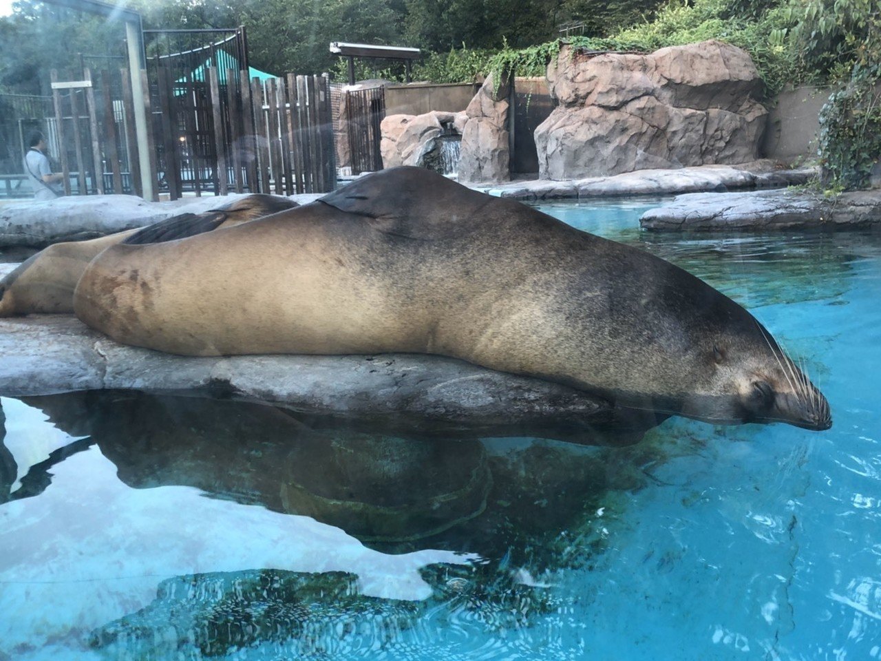 上野動物園のオットセイ 村木藤志郎 Note