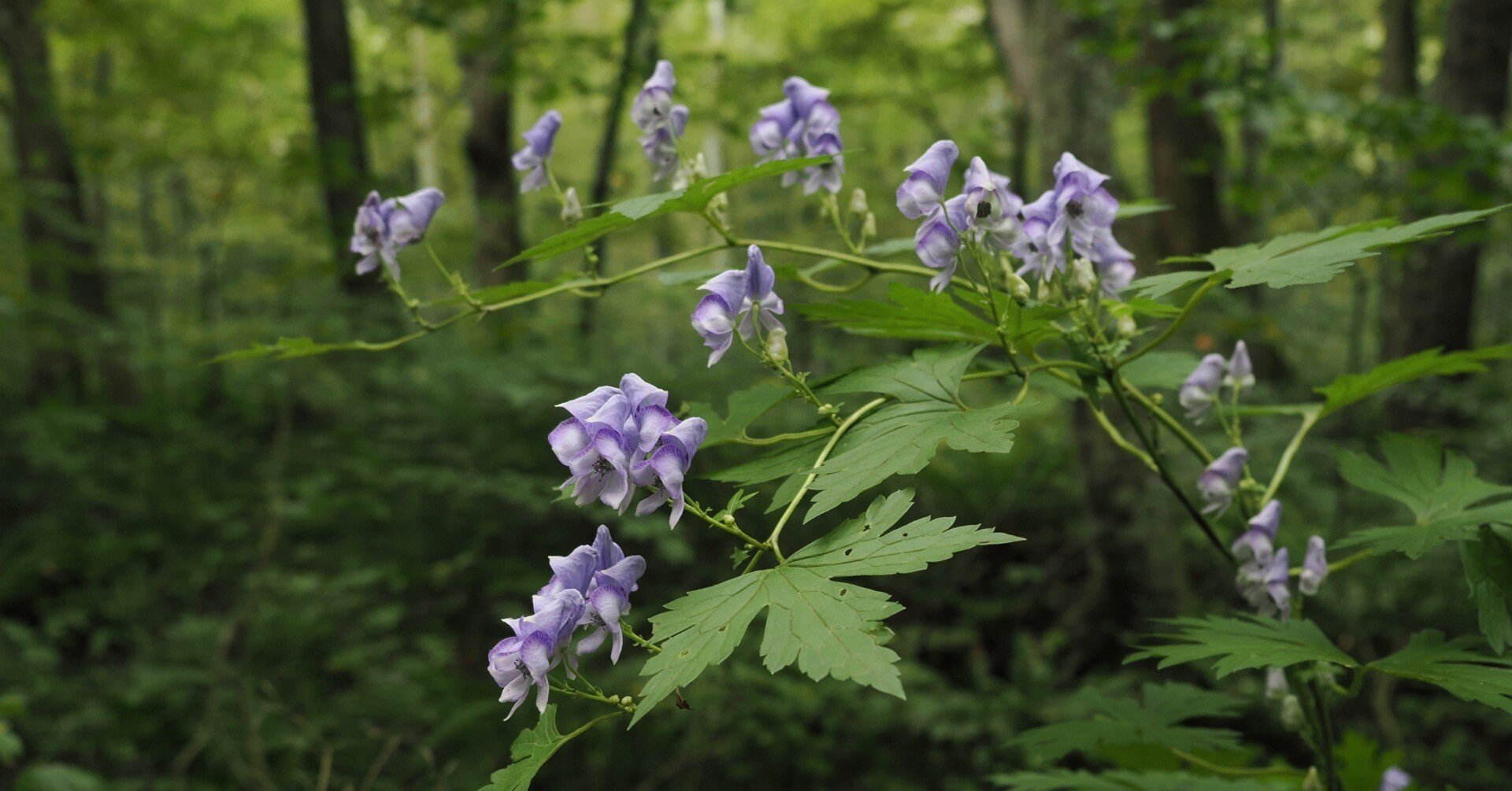 毒花 08256dab36aa37e43df7090b925987