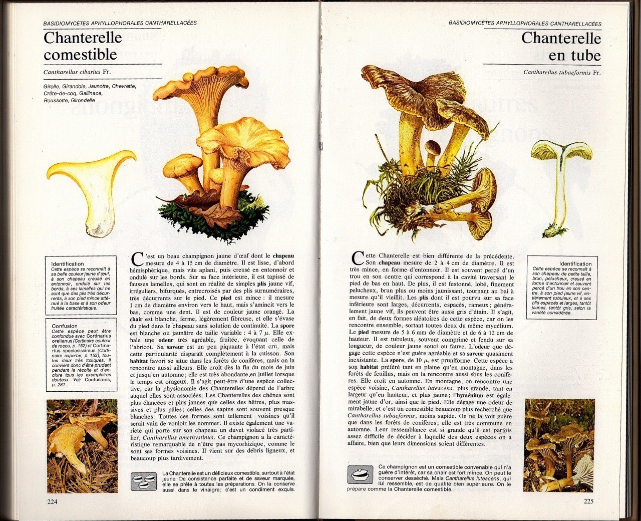 59s france キノコ図鑑 Champignon de France Champignon