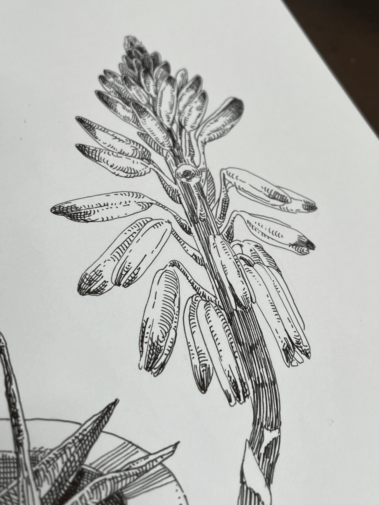 本日の植物スケッチ - アロエ｜ミウラタカオ｜植物画＆園芸家