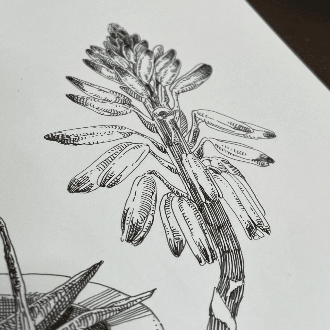 本日の植物スケッチ - アロエ｜ミウラタカオ｜植物画＆園芸家