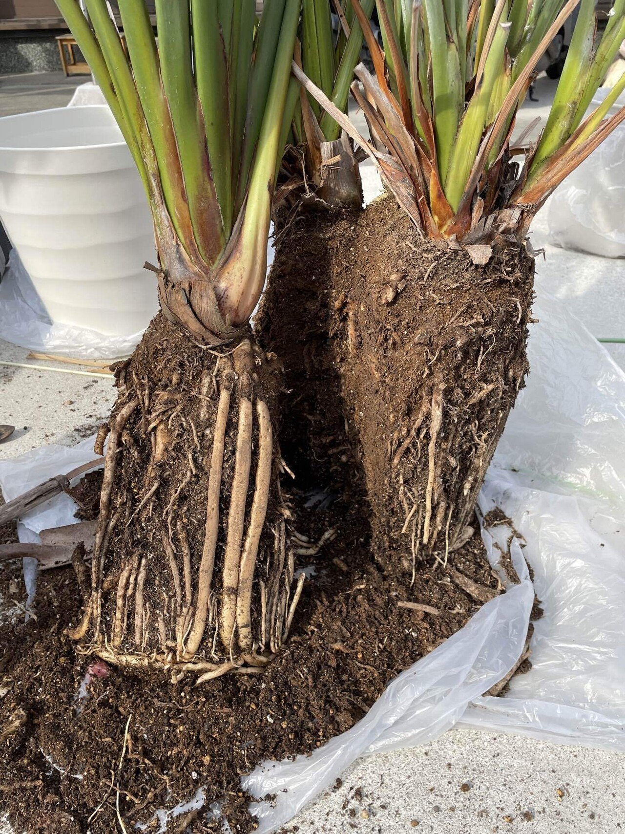 極楽鳥花 ｜陽たぬき