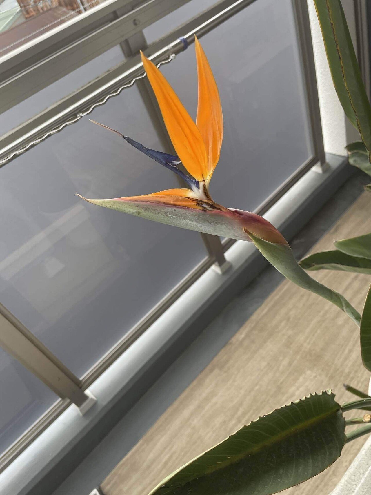 極楽鳥花 ｜陽たぬき