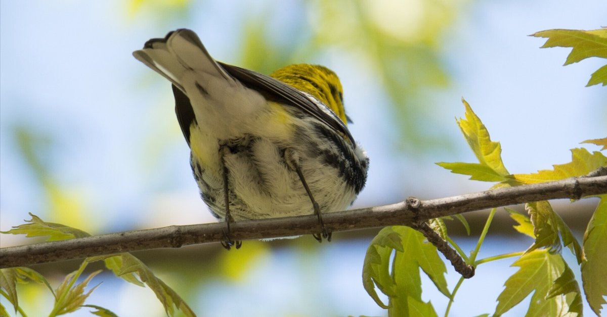シカゴでバードウォッチング！】 Black-throated Green Warbler