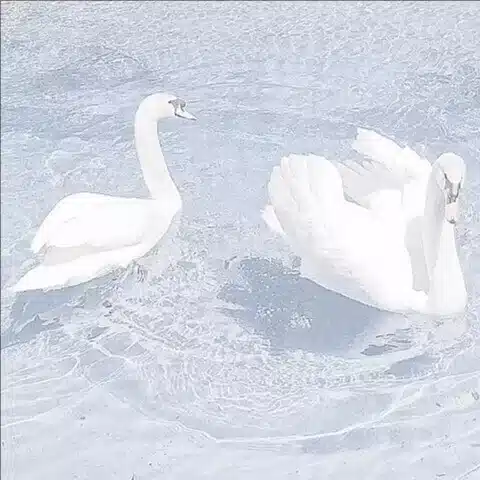 一花すみれ