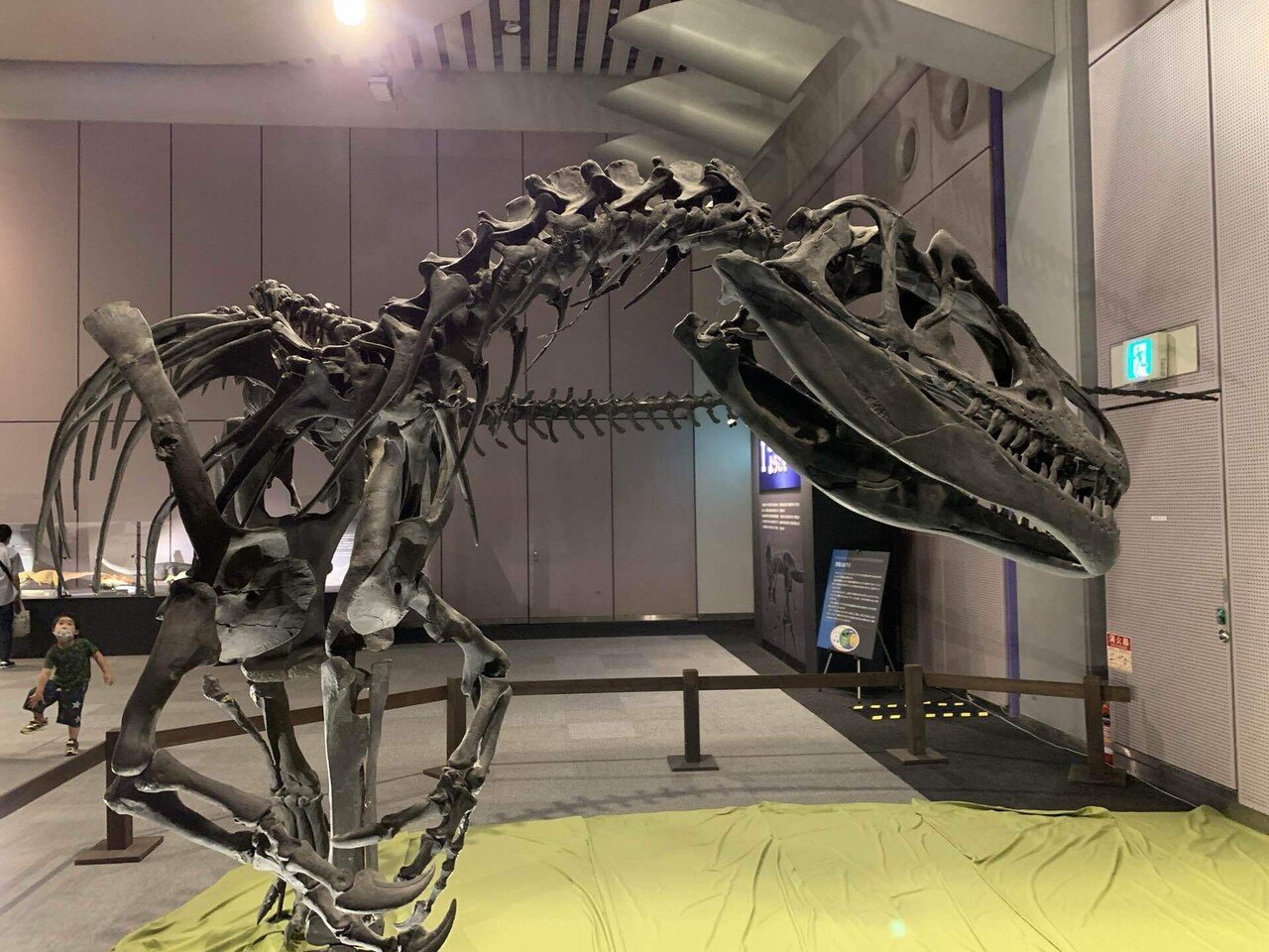 アロサウルス｜鎧川 亮