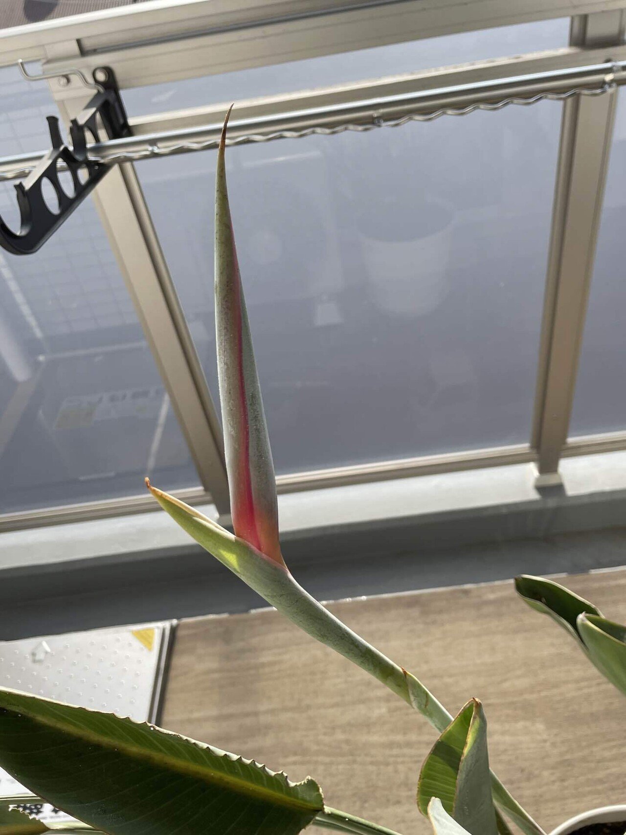 極楽鳥花 ｜陽たぬき