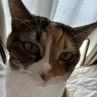 ねも船長