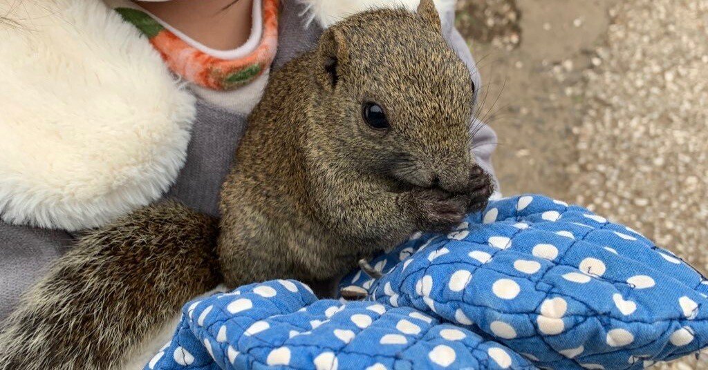 町田リス園の魅力と概要 ～かわいいリスたちとふれあえる！〜｜成瀬の