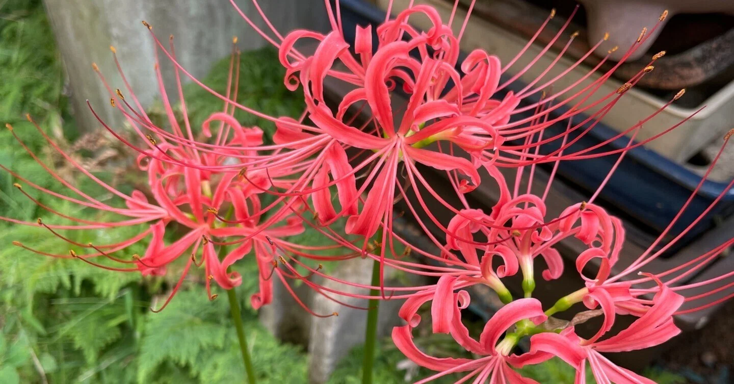 Street Corner Flower Relay in Late September｜花と日々 yas