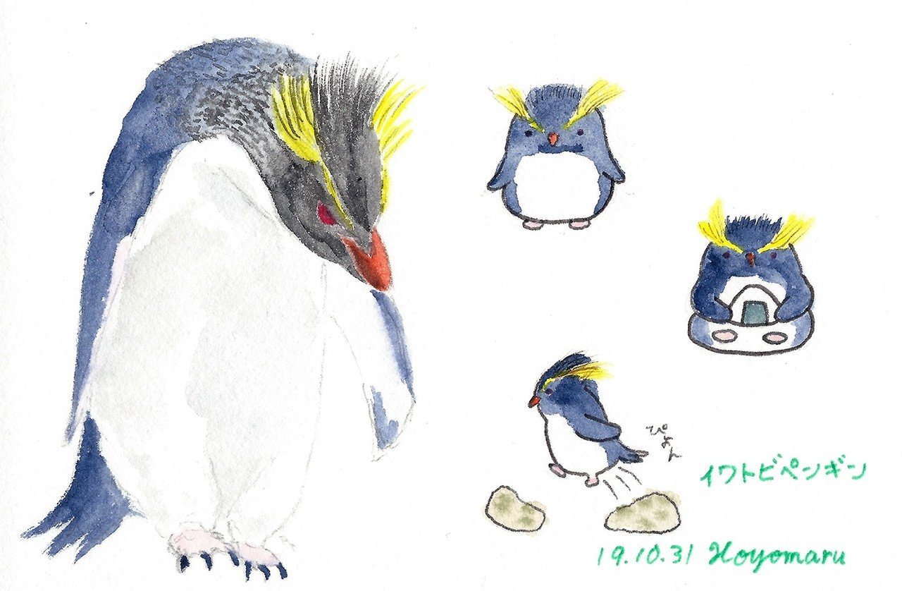 イワトビペンギン Hoyomaru Note